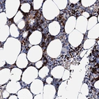 Anti-ATG2A Antibody