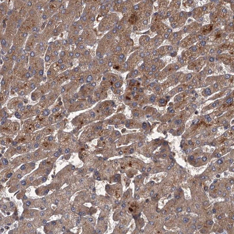 Anti-UNC93B1 Antibody
