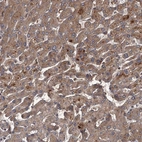 Anti-UNC93B1 Antibody