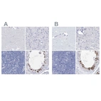 Immunohistochemical staining of human cerebral cortex, liver, lymph node and testis using Anti-ACRV1 antibody HPA038719 (A) shows similar protein distribution across tissues to independent antibody HPA038718 (B).