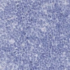 Immunohistochemical staining of human lymph node using Anti-ACRV1 antibody HPA038718.