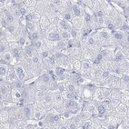 Immunohistochemical staining of human liver using Anti-ACRV1 antibody HPA038719.