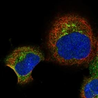 Immunofluorescent staining of human cell line A-431 shows localization to the Golgi apparatus & vesicles.