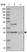 Anti-THYN1 Antibody