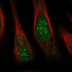 Immunofluorescent staining of human cell line U-2 OS shows localization to nucleus & nucleoli fibrillar center.