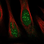 Immunofluorescent staining of human cell line U-2 OS shows localization to nucleus & nucleoli fibrillar center.