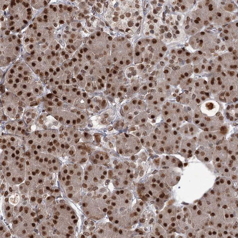 Anti-THYN1 Antibody
