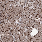 Anti-THYN1 Antibody