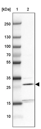 Lane 1: Marker [kDa] 250, 130, 100, 70, 55, 35, 25, 15, 10_br/_Lane 2: Human cell line HEL