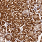 Anti-NBPF11 Antibody