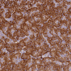 Anti-RPL13A Antibody