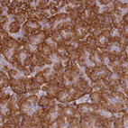 Immunohistochemical staining of human pancreas shows strong cytoplasmic positivity in exocrine glandular cells.