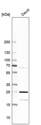 Western blot analysis in human cell line Daudi.