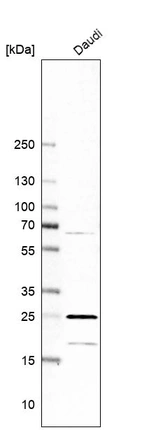 Western blot analysis in human cell line Daudi.