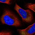 Immunofluorescent staining of human cell line U-2 OS shows localization to nucleoli & cytosol.