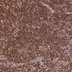 Immunohistochemical staining of human lymph node shows strong granular cytoplasmic positivity in non-germinal center cells.