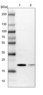 Lane 1: NIH-3T3 cell lysate (Mouse embryonic fibroblast cells)_br/_Lane 2: NBT-II cell lysate (Rat Wistar bladder tumour cells)