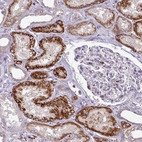 Anti-NEDD9 Antibody