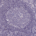 Immunohistochemical staining of human lymph node shows no positivity in non-germinal and germinal center cells as expected.