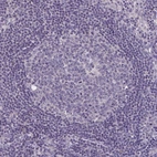Immunohistochemical staining of human lymph node shows no positivity in non-germinal and germinal center cells as expected.