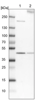 Lane 1: NIH-3T3 cell lysate (Mouse embryonic fibroblast cells)_br/_Lane 2: NBT-II cell lysate (Rat Wistar bladder tumour cells)