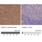 Anti-CD99L2 Antibody