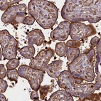 Immunohistochemical staining of human placenta shows strong positivity in microvilli in trophoblastic cells.