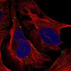 Immunofluorescent staining of human cell line U-2 OS shows localization to cell junctions & vesicles.