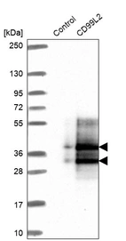 Western blot analysis in control (vector only transfected HEK293T lysate) and CD99L2 over-expression lysate (Co-expressed with a C-terminal myc-DDK tag (~3.1 kDa) in mammalian HEK293T cells, LY410504).