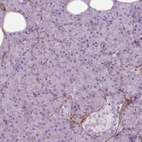 Immunohistochemical staining of human pancreas shows only very weak positivity in exocrine glandular cells.