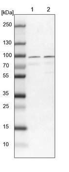 Lane 1: NIH-3T3 cell lysate (Mouse embryonic fibroblast cells)_br/_Lane 2: NBT-II cell lysate (Rat Wistar bladder tumour cells)