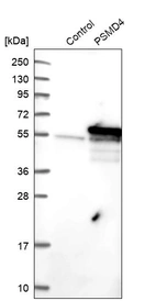 Western blot analysis in control (vector only transfected HEK293T lysate) and PSMD4 over-expression lysate (Co-expressed with a C-terminal myc-DDK tag (~3.1 kDa) in mammalian HEK293T cells, LY400997).