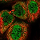 Immunofluorescent staining of human cell line A-431 shows localization to nucleoplasm & cytosol.
