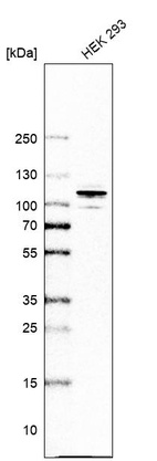 Western blot analysis in human cell line HEK 293.