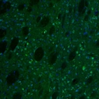 Immunofluorescence staining of mouse caudate putamen shows immunoreactivity in neurons.