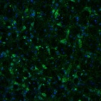 Immunofluorescence staining of mouse nucleus ambiguus and lateral paragigantocellular nucleus shows positivity in neurons.
