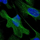 Immunofluorescent staining of human cell line U-2 OS shows localization to microtubules.