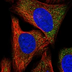 Immunofluorescent staining of human cell line U-2 OS shows localization to cytosol.