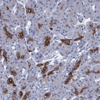 Anti-FAAP20 Antibody