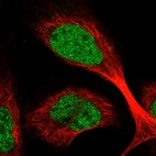 Immunofluorescent staining of human cell line U-2 OS shows localization to nucleoplasm.