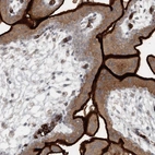 Immunohistochemical staining of human placenta shows strong membranous positivity in trophoblastic cells.