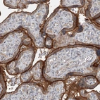 Anti-SLC39A8 Antibody