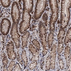 Immunohistochemical staining of human stomach shows moderate to strong nuclear positivity in glandular cells.