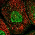 Immunofluorescent staining of human cell line A-431 shows localization to nucleus, nucleoli & cell junctions.