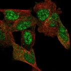 Immunofluorescent staining of human cell line SH-SY5Y shows localization to nucleoplasm & cytosol.