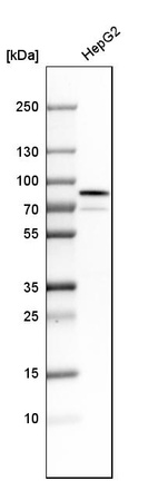 Western blot analysis in human cell line HepG2.