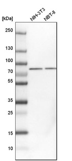 Western blot analysis in mouse cell line NIH-3T3 and rat cell line NBT-II.