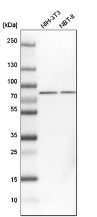 Western blot analysis in mouse cell line NIH-3T3 and rat cell line NBT-II.