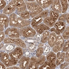 Anti-FBXW8 Antibody