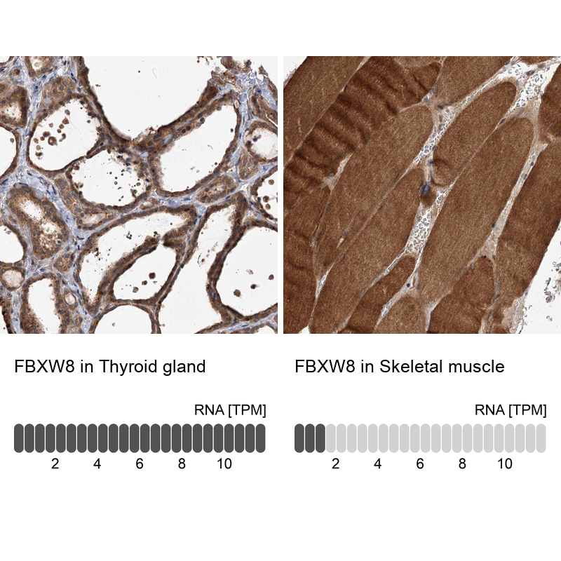 Anti-FBXW8 Antibody